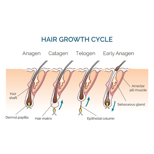 fases de crecimiento del pelo
